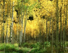 Aspen-Path-wide