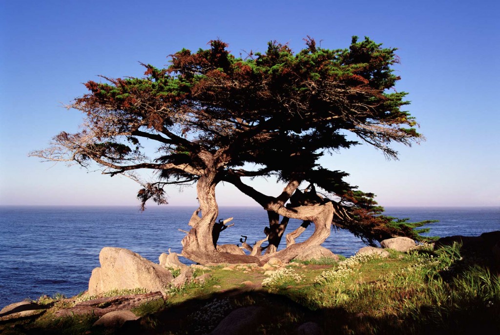 Dance of the Cypress
