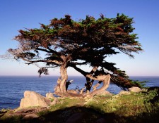Dance of the Cypress