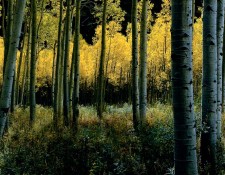 Aspen, Colorado Day for night, a grove of Aspens, nestled against the dark cliffs around Aspen, Colorado. The beauty of golden leaves on green grass was enhanced by the light on the leaves and the darkness of the background. But its the quiet that pervades these canyons as you walk among them. Then the wind drifts through the canyon ruffling the leaves, breaking the silence in a most peaceful way.