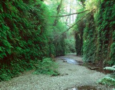 Prairie Creek Redwoods State Park, California After a short hike from the beach parking lot, the trek into Fern Canyon is cool and inspiring. The walls are a lush green, the tresses over the canyon filter the sun as water trickles down the plant leaves and canyon walls. As we walk up to the canyon we know that nature controls this wonderful place now that the Park service protects and preserves it for us.