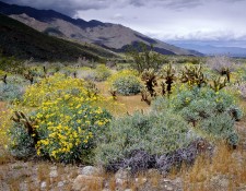 DESERT GARDEN