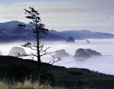 Ecola Vista
