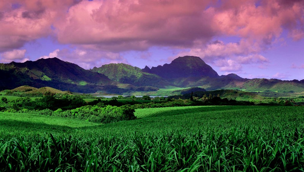 Luscious Paradise