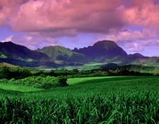 Luscious Paradise