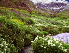 Nature's Garden