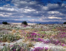 Purple Desert