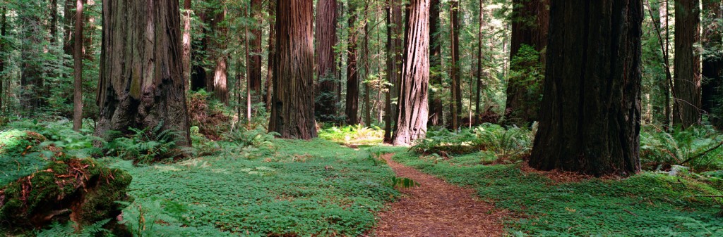 REDWOOD FOREST