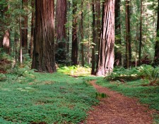REDWOOD FOREST