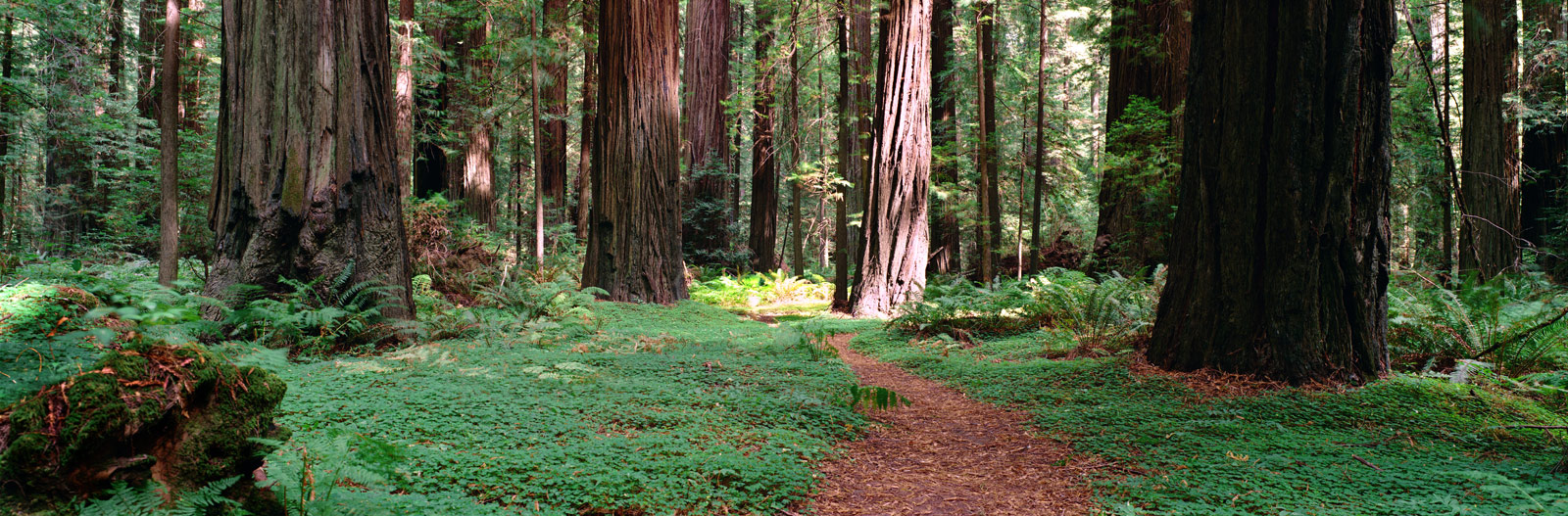 Download this Redwood Forest picture