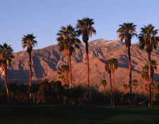San Jacinto Palms at Dawn