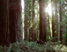 FOREST SUNLIGHT