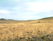 Grassland Waves