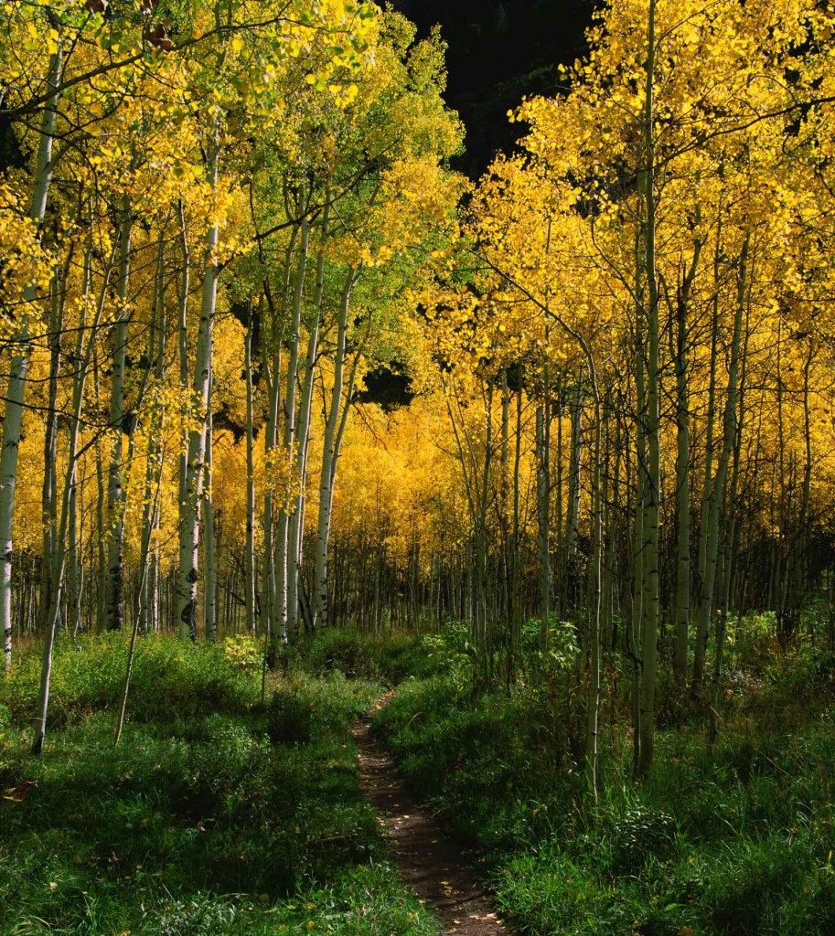 Aspen Path